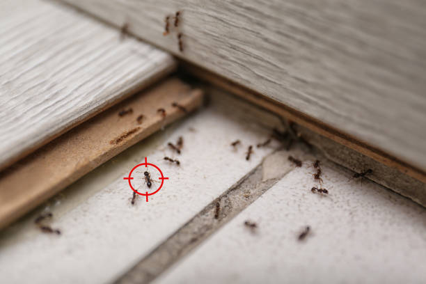 Best Best Pest Control Companies  in Corinth, TX