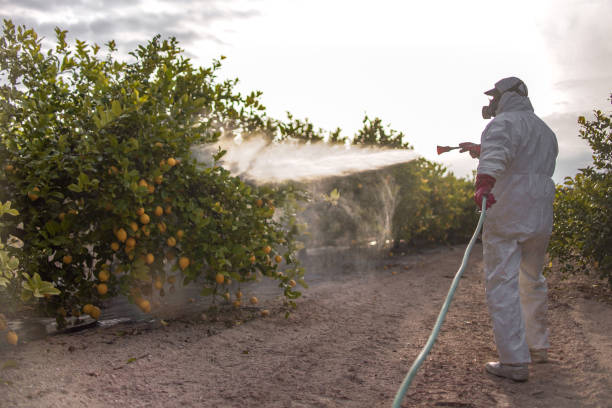 Best Pest Inspection Near Me  in Corinth, TX