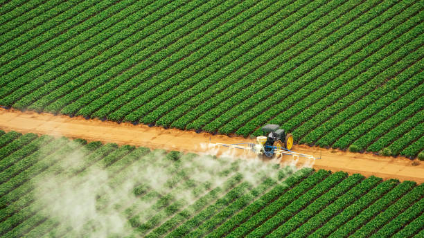 Best Pest Removal Services  in Corinth, TX