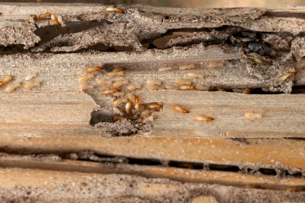 Best Wildlife Control Services  in Corinth, TX