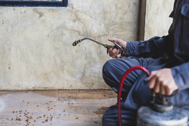 Best Flea Control Services  in Corinth, TX